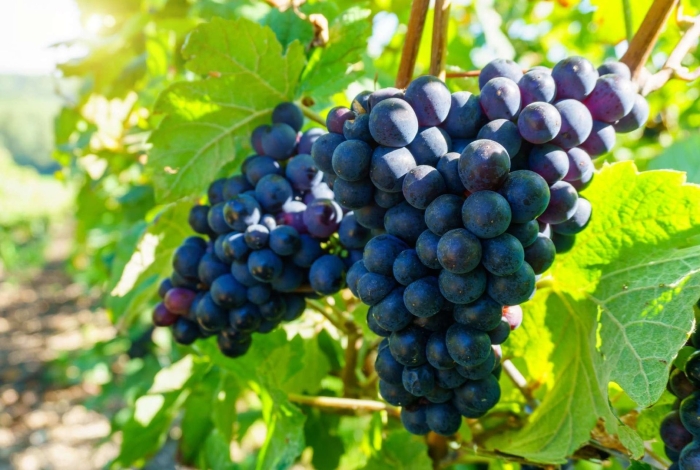 Виноград триумф потапенко