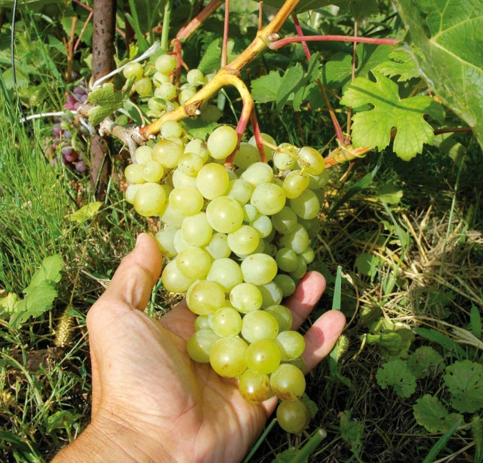 Виноград амурский белый