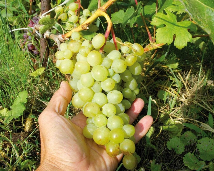 Виноград амурский белый