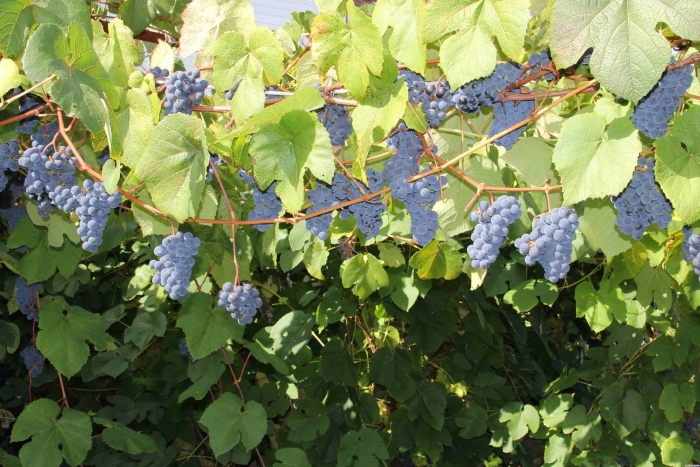 Сорт винограда оленевский