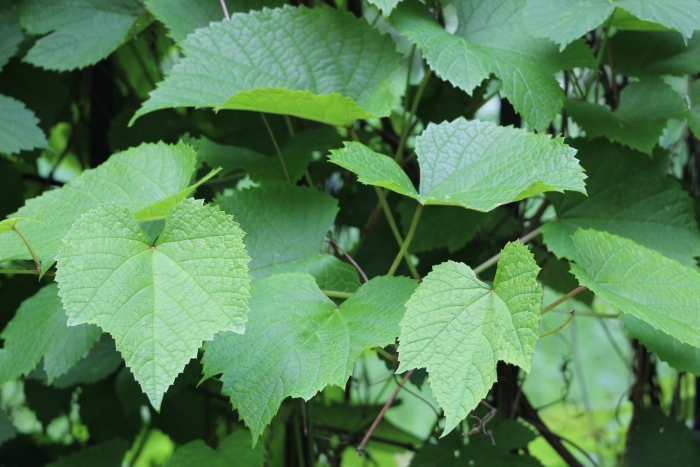 Виноград амурский ф.кустовая скм