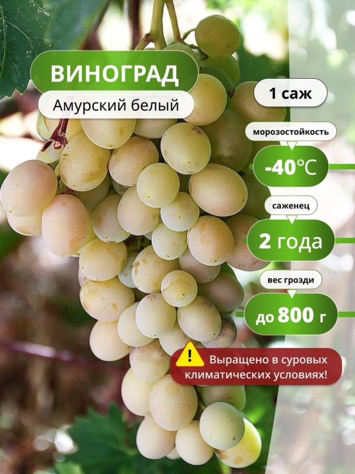 Виноград лидия белый
