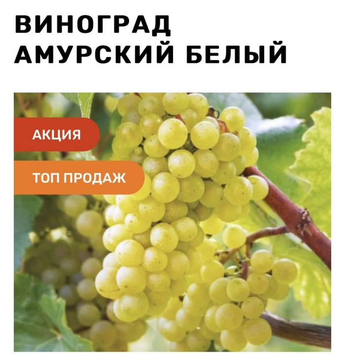 Виноград амурский золотой потапенко