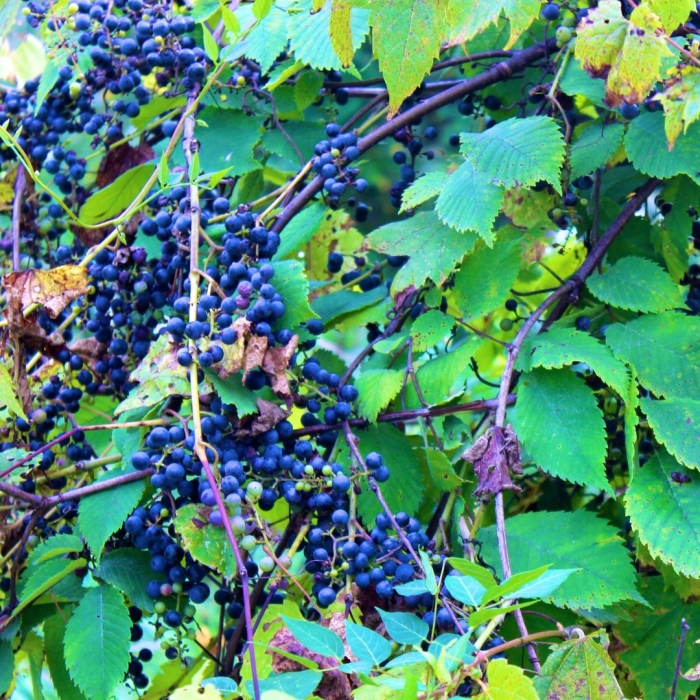 Семена виноград амурский