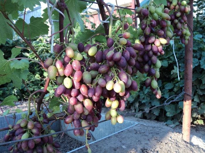 Виноград один амурский прорыв