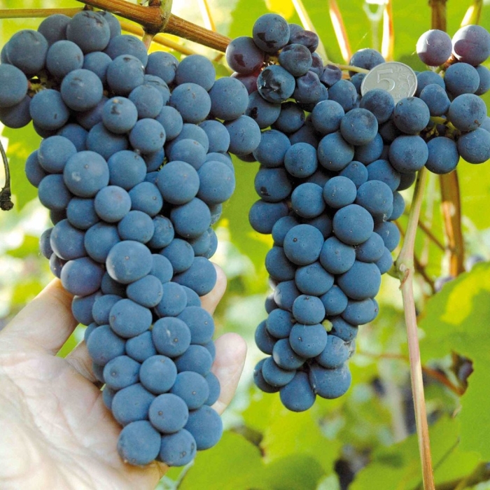 Каберне кароль виноград