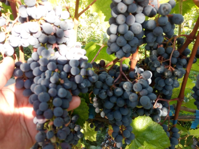 Цимлянский черный сорт винограда