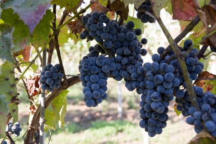 Санджовезе сорт винограда
