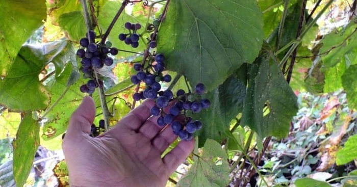 Vitis amurensis