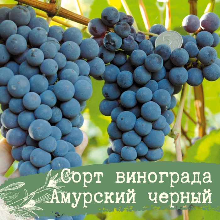 Сорт винограда амурский прорыв