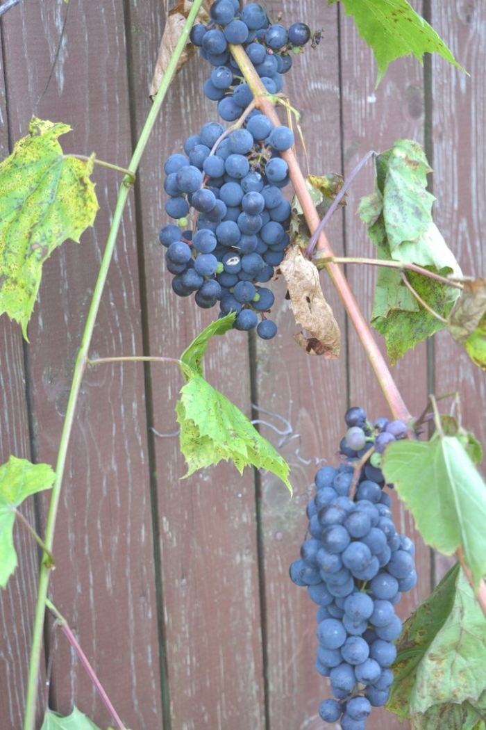 Виноград триумф