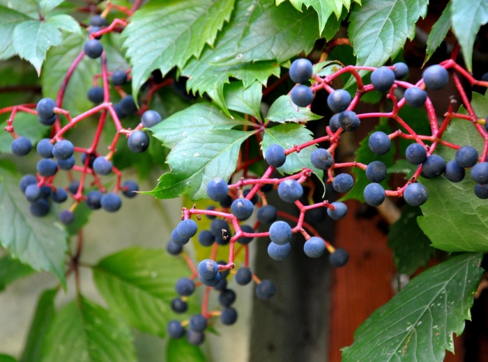 Девичий виноград пятилисточковый