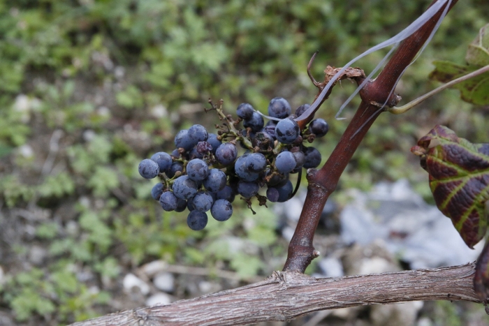 Виноград winorośl niebieska rondo