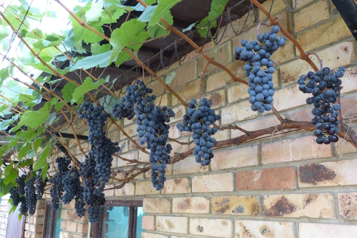 Виноград маршал фош