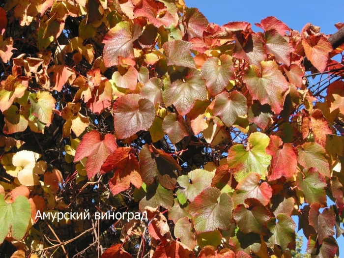 Виноград амурский лиана