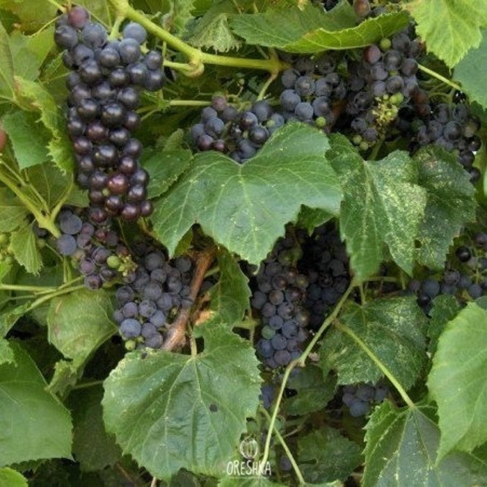 Сорт винограда мускат гамбургский