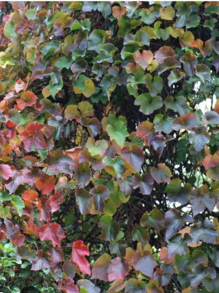 Виноград куанье японский