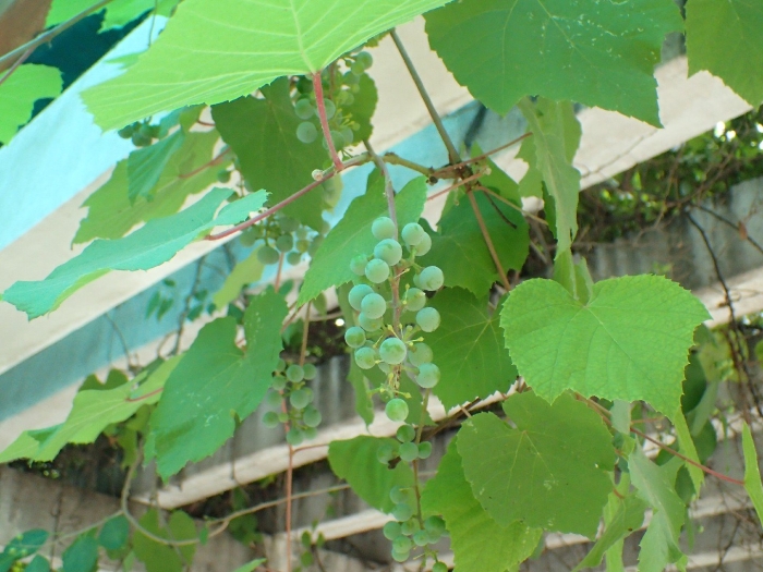 Амурский виноград