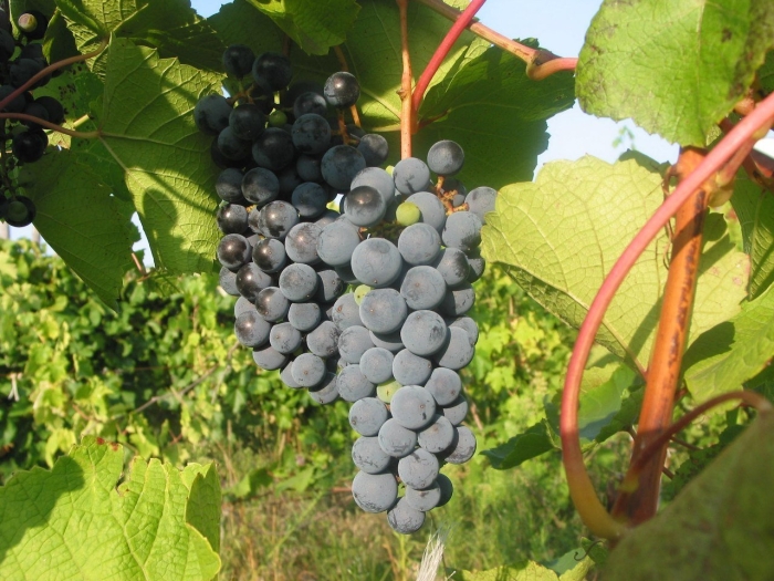 Виноград амурский vitis amurensis