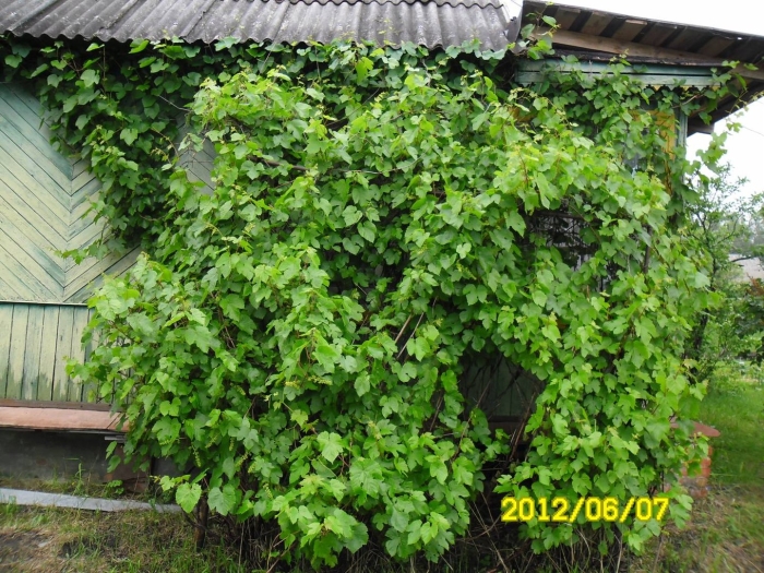 Виноград амурский лиана