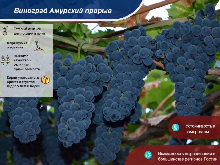 Виноград амурский прорыв
