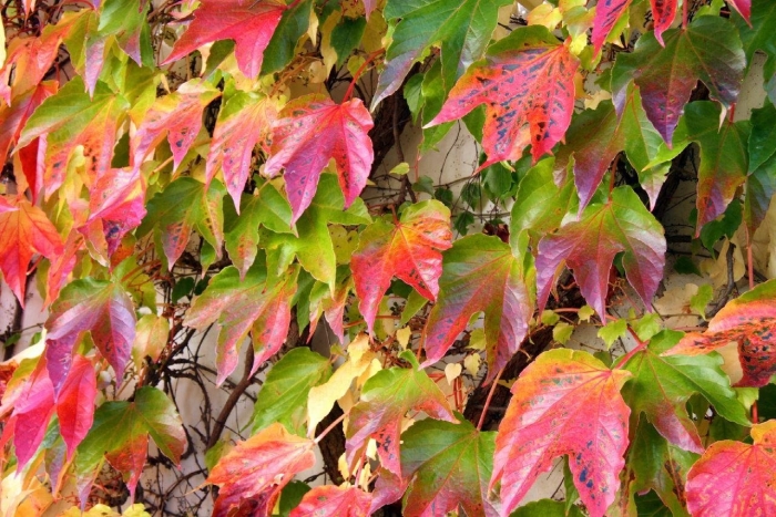 Лиана девичий виноград триостренный