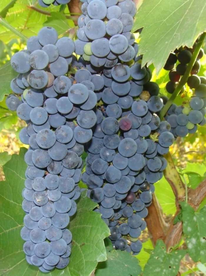 Виноград плодовый благодать