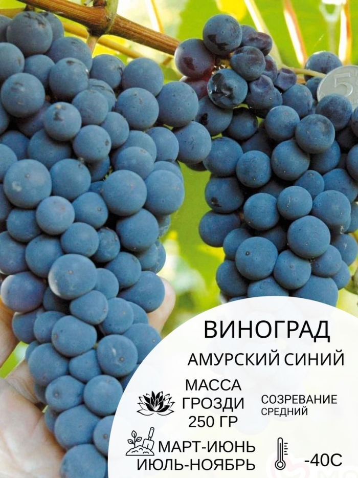 Виноград амурский триумф