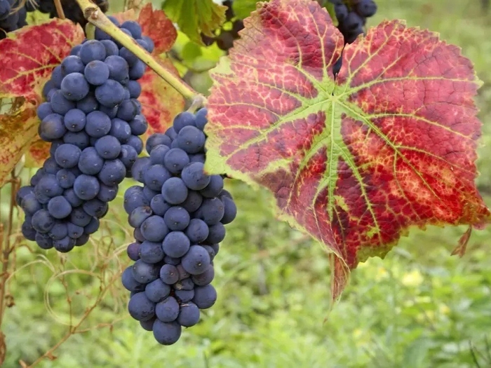 Турига насьональ сорт винограда