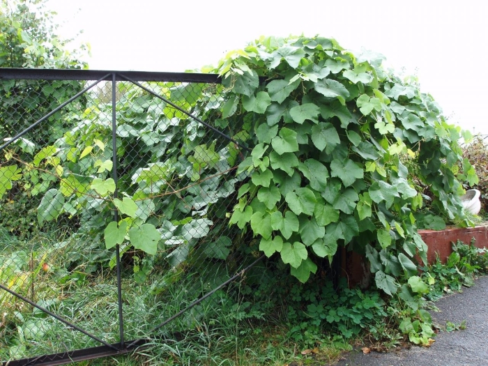 Вьющееся растение для забора