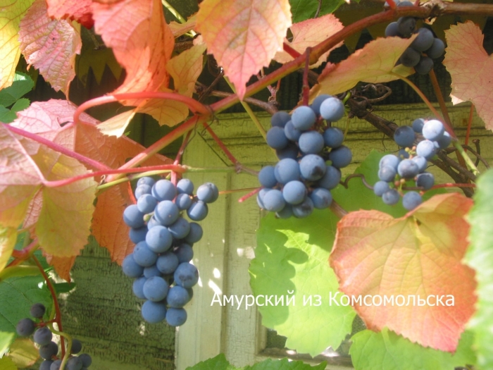 Виноград амурский vitis amurensis