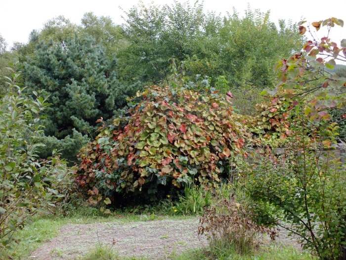 Дальневосточный дикий виноград