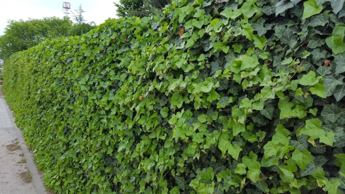 Плющ hedera hibernica