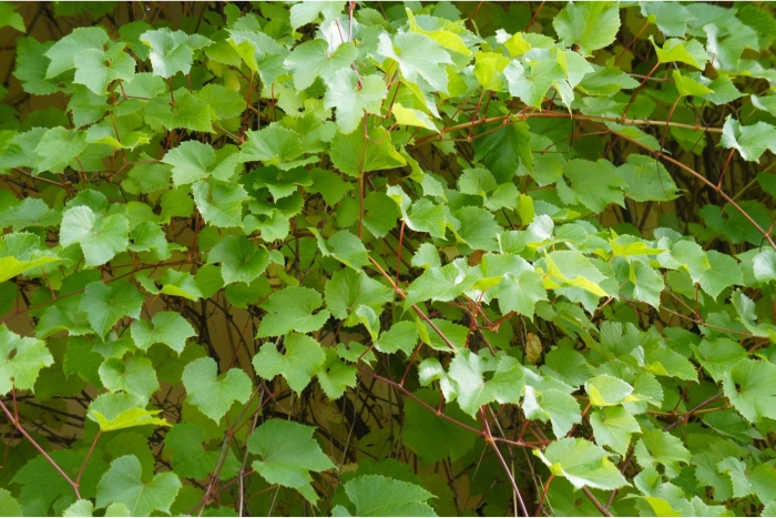 Виноград амурский vitis amurensis