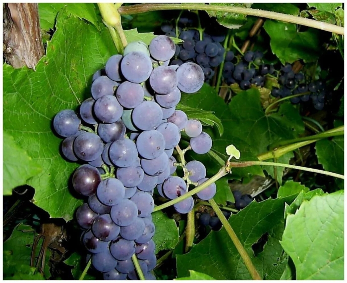 Виноград сорт зилга