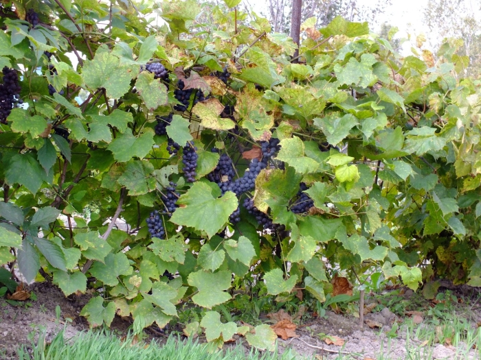 Красень сорт винограда