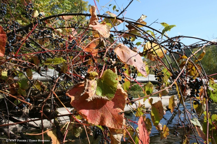 Виноград амурский куст