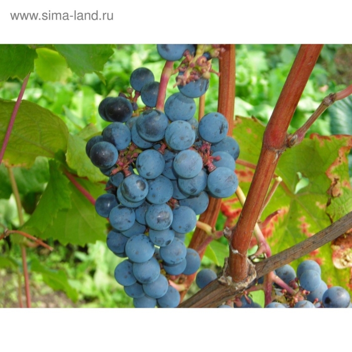 Виноград мускат донской