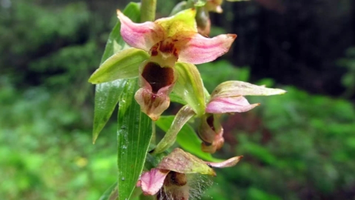 Дремлик болотный (epipactis palustris)