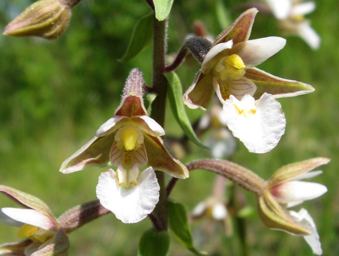 Дремлик болотный красная книга