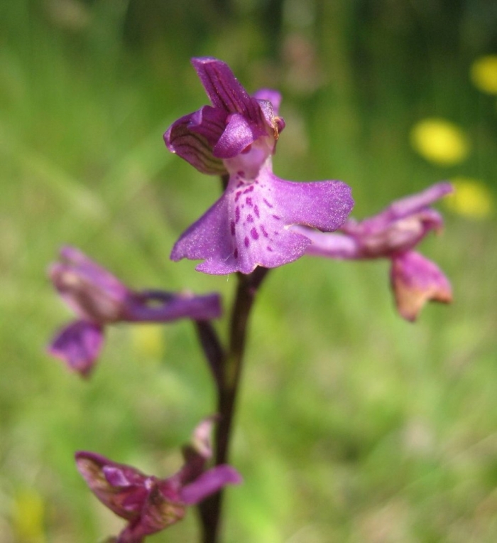 Ятрышник дремлик