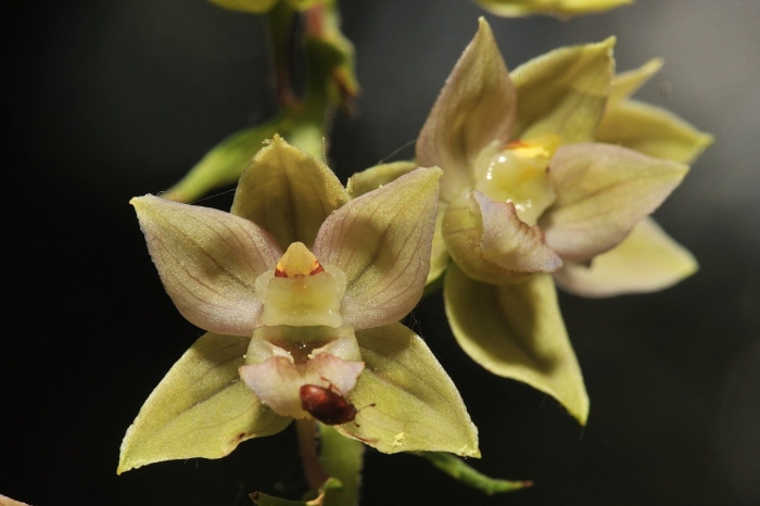 Дремлик зимовниковый