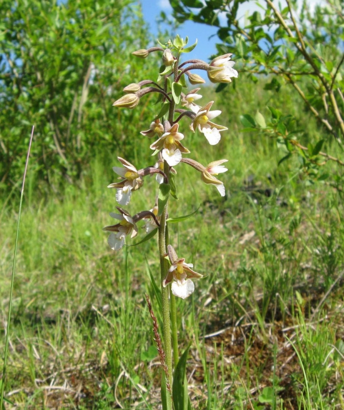 Epipactis persica