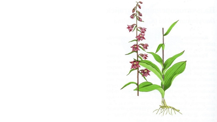 Дремлик темно-красный красная книга