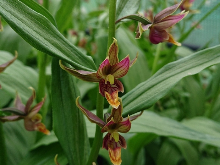 Дремлик (epipactis gigantea) 'night serpentine'
