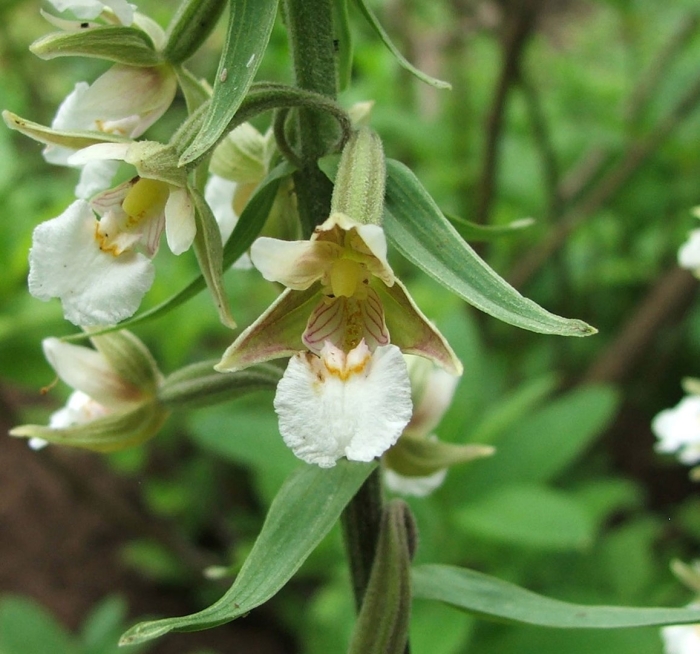 Epipactis palustris