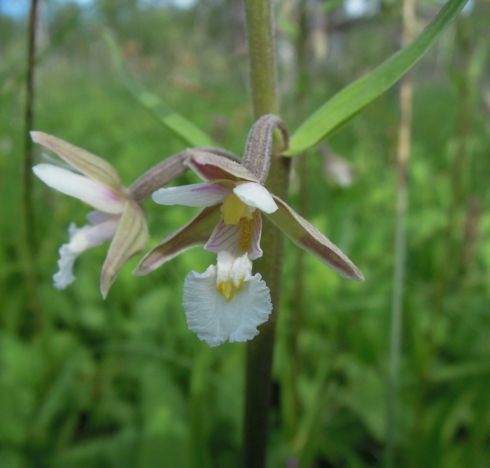 Epipactis palustris
