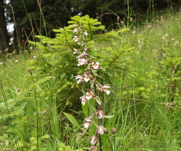 Дремлик широколистный