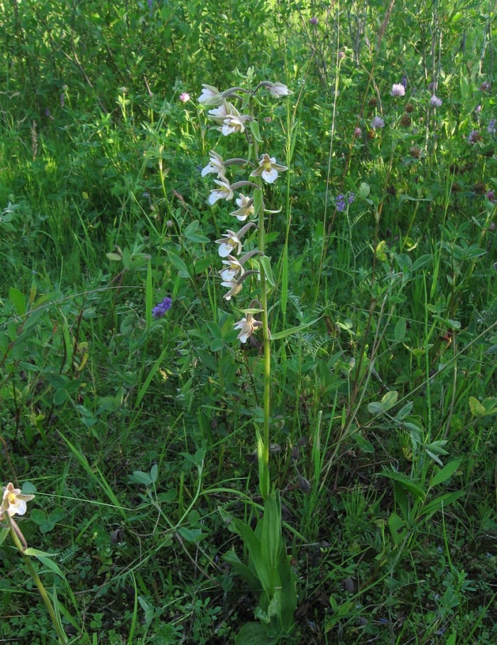 Дремлик болотный красная книга