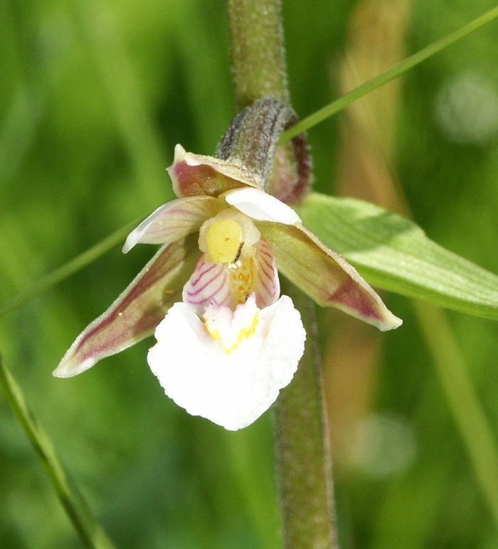 Дремлик болотный (epipactis palustris)